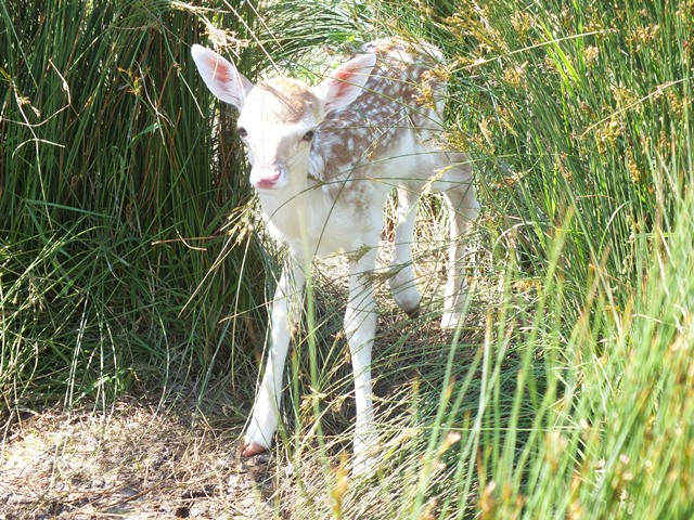 Baby Fallow Deer 