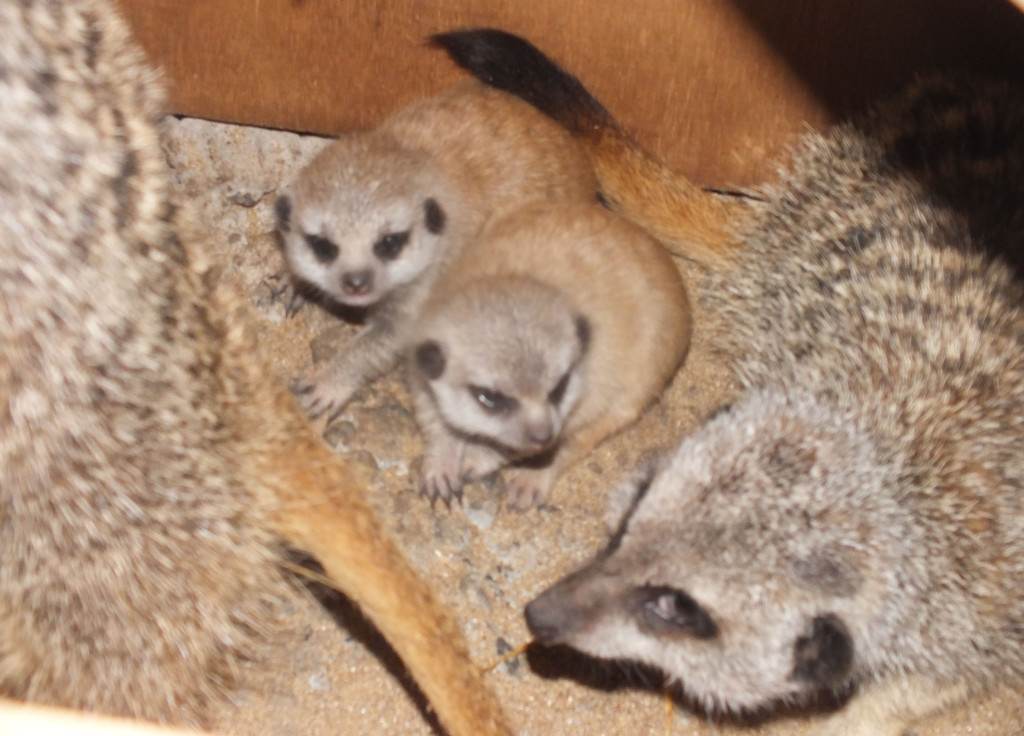 Baby Meerkats at Puxton Park